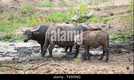 Gruppo di bufali in Thailandia campagna Foto Stock