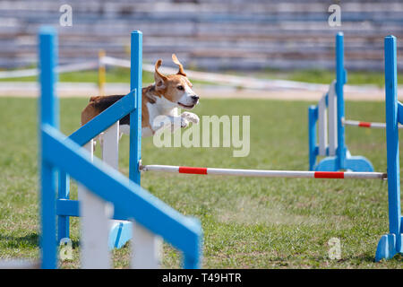 Piccolo cute cane saltando l'ostacolo sul cane agilità competizione sportiva Foto Stock