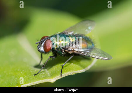 Closeup macro di una comune bottiglia verde Fly (Lucilia sericata, Greenbottle fly), un colpo volare su una foglia in primavera nel Regno Unito. Foto Stock