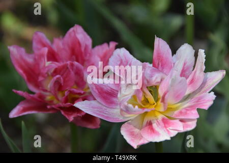 Beijing, Pechino, Cina. Xv Apr, 2019. Pechino, Cina-bello tulip blossoms può essere visto al tulip mostra tenutasi a Pechino il giardino botanico a Pechino in Cina. Credito: SIPA Asia/ZUMA filo/Alamy Live News Foto Stock