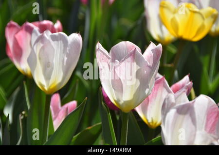 Beijing, Pechino, Cina. Xv Apr, 2019. Pechino, Cina-bello tulip blossoms può essere visto al tulip mostra tenutasi a Pechino il giardino botanico a Pechino in Cina. Credito: SIPA Asia/ZUMA filo/Alamy Live News Foto Stock