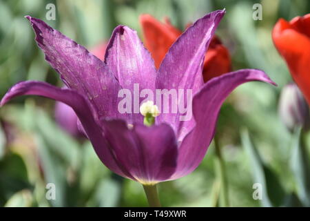 Beijing, Pechino, Cina. Xv Apr, 2019. Pechino, Cina-bello tulip blossoms può essere visto al tulip mostra tenutasi a Pechino il giardino botanico a Pechino in Cina. Credito: SIPA Asia/ZUMA filo/Alamy Live News Foto Stock
