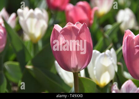 Beijing, Pechino, Cina. Xv Apr, 2019. Pechino, Cina-bello tulip blossoms può essere visto al tulip mostra tenutasi a Pechino il giardino botanico a Pechino in Cina. Credito: SIPA Asia/ZUMA filo/Alamy Live News Foto Stock