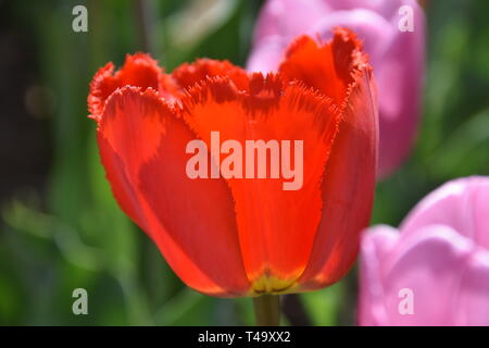 Beijing, Pechino, Cina. Xv Apr, 2019. Pechino, Cina-bello tulip blossoms può essere visto al tulip mostra tenutasi a Pechino il giardino botanico a Pechino in Cina. Credito: SIPA Asia/ZUMA filo/Alamy Live News Foto Stock