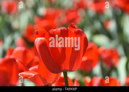 Beijing, Pechino, Cina. Xv Apr, 2019. Pechino, Cina-bello tulip blossoms può essere visto al tulip mostra tenutasi a Pechino il giardino botanico a Pechino in Cina. Credito: SIPA Asia/ZUMA filo/Alamy Live News Foto Stock