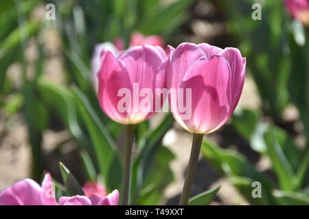 Beijing, Pechino, Cina. Xv Apr, 2019. Pechino, Cina-bello tulip blossoms può essere visto al tulip mostra tenutasi a Pechino il giardino botanico a Pechino in Cina. Credito: SIPA Asia/ZUMA filo/Alamy Live News Foto Stock