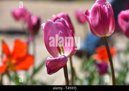 Beijing, Pechino, Cina. Xv Apr, 2019. Pechino, Cina-bello tulip blossoms può essere visto al tulip mostra tenutasi a Pechino il giardino botanico a Pechino in Cina. Credito: SIPA Asia/ZUMA filo/Alamy Live News Foto Stock