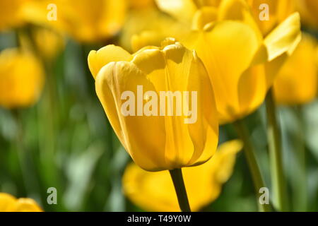 Beijing, Pechino, Cina. Xv Apr, 2019. Pechino, Cina-bello tulip blossoms può essere visto al tulip mostra tenutasi a Pechino il giardino botanico a Pechino in Cina. Credito: SIPA Asia/ZUMA filo/Alamy Live News Foto Stock
