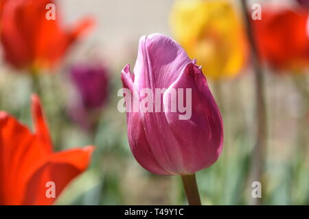 Beijing, Pechino, Cina. Xv Apr, 2019. Pechino, Cina-bello tulip blossoms può essere visto al tulip mostra tenutasi a Pechino il giardino botanico a Pechino in Cina. Credito: SIPA Asia/ZUMA filo/Alamy Live News Foto Stock