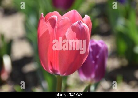 Beijing, Pechino, Cina. Xv Apr, 2019. Pechino, Cina-bello tulip blossoms può essere visto al tulip mostra tenutasi a Pechino il giardino botanico a Pechino in Cina. Credito: SIPA Asia/ZUMA filo/Alamy Live News Foto Stock