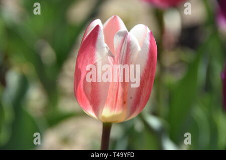 Beijing, Pechino, Cina. Xv Apr, 2019. Pechino, Cina-bello tulip blossoms può essere visto al tulip mostra tenutasi a Pechino il giardino botanico a Pechino in Cina. Credito: SIPA Asia/ZUMA filo/Alamy Live News Foto Stock