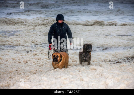 Myrtleville, Cork, Irlanda. Il 15 aprile, 2019. Con O'Shea con i suoi due Bulldog cuccioli, Buddy e miele, giocare in schiuma che è stata creata da mari pesanti durante una tempesta di Myrtleville Beach, Co. Cork, Irlanda. Credito: David Creedon/Alamy Live News Foto Stock