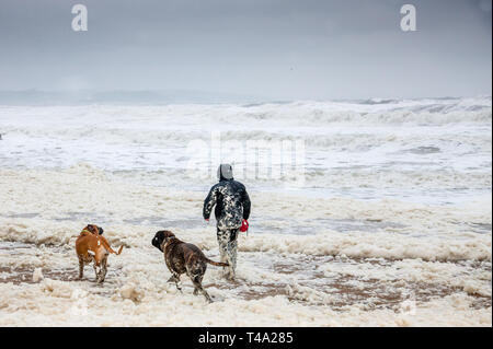 Myrtleville, Cork, Irlanda. Il 15 aprile, 2019. Con O'Shea con i suoi due Bulldog cuccioli, Buddy e miele, giocare in schiuma che è stata creata da mari pesanti durante una tempesta di Myrtleville Beach, Co. Cork, Irlanda. Credito: David Creedon/Alamy Live News Foto Stock