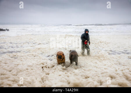 Myrtleville, Cork, Irlanda. Il 15 aprile, 2019. Con O'Shea con i suoi due Bulldog cuccioli, Buddy e miele, giocare in schiuma che è stata creata da mari pesanti durante una tempesta di Myrtleville Beach, Co. Cork, Irlanda. Credito: David Creedon/Alamy Live News Foto Stock