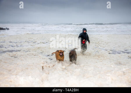 Myrtleville, Cork, Irlanda. Il 15 aprile, 2019. Con O'Shea con i suoi due Bulldog cuccioli, Buddy e miele, giocare in schiuma che è stata creata da mari pesanti durante una tempesta di Myrtleville Beach, Co. Cork, Irlanda. Credito: David Creedon/Alamy Live News Foto Stock