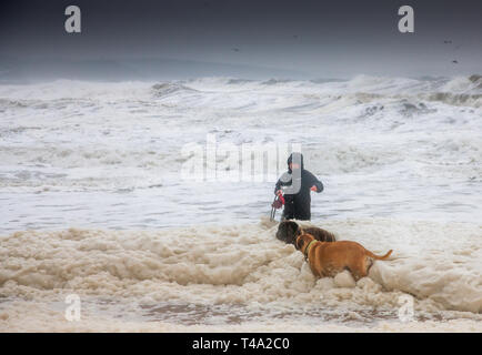 Myrtleville, Cork, Irlanda. Il 15 aprile, 2019. Con O'Shea con i suoi due Bulldog cuccioli, Buddy e miele, giocare in schiuma che è stata creata da mari pesanti durante una tempesta di Myrtleville Beach, Co. Cork, Irlanda. Credito: David Creedon/Alamy Live News Foto Stock