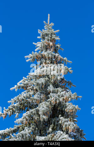 Alberi sotto la forte Pioggia gelata in Quebec, Canada, 9 Aprile 2019 Foto Stock