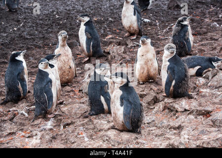 Pinguini Chinstrap; Pygoscelis antarcticus, a Hannah Point, Livingston isola, a sud le isole Shetland, Antartide. Foto Stock