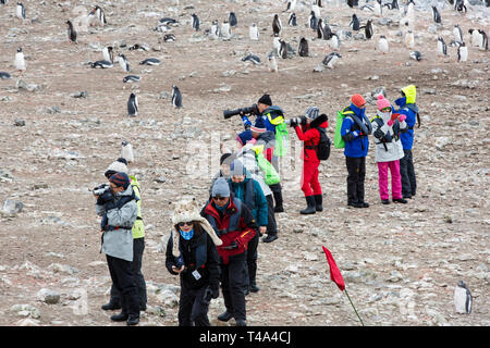 I turisti cinesi guardare i pinguini Gentoo a Hannah Point, Livingston isola, a sud le isole Shetland, Antartide. Foto Stock