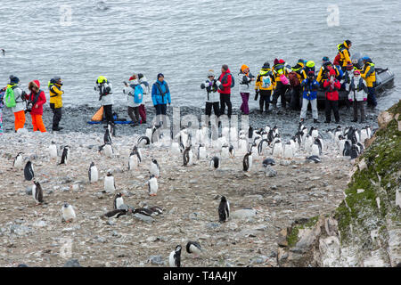 I turisti cinesi guardare i pinguini Gentoo a Hannah Point, Livingston isola, a sud le isole Shetland, Antartide. Foto Stock