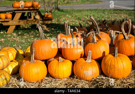 Visualizzazione di zucche colorate in una fattoria stand in Niagara Peninsula in autunno. Foto Stock