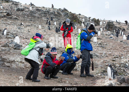 I turisti cinesi guardare i pinguini Gentoo a Hannah Point, Livingston isola, a sud le isole Shetland, Antartide. Foto Stock