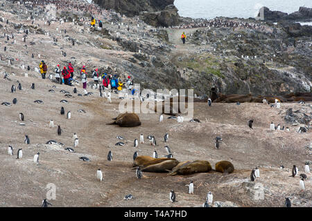 I turisti cinesi tra i pinguini Gentoo e Elefante marino del sud, a Hannah Point, Livingston isola, a sud le isole Shetland, Antartide. Foto Stock