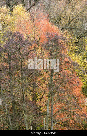 Bosco accanto al fiume Severn nello Shropshire Foto Stock