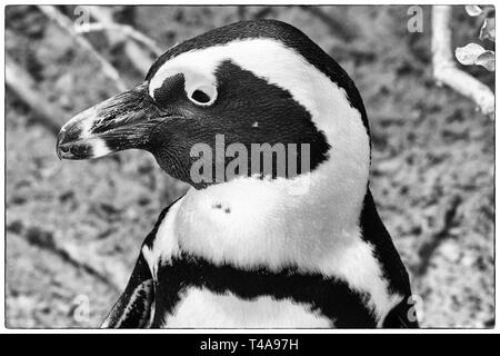 Penguin testa e spalle guardando verso sinistra Foto Stock