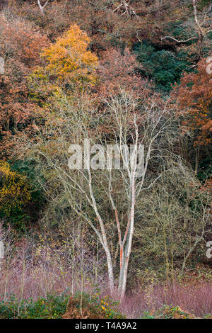 Bosco accanto al fiume Severn nello Shropshire Foto Stock