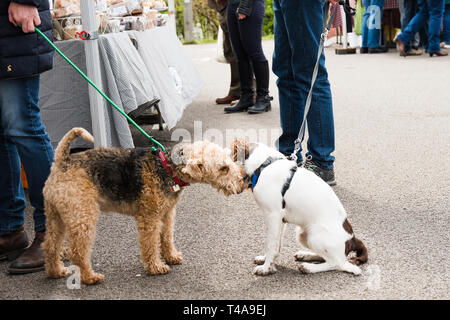 Due cani dicendo 'hello' per ogni altro al Waddesdon mercato artigianale. Foto Stock