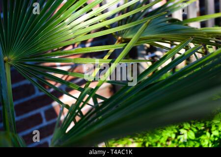 Palm tree against brick wall Foto Stock