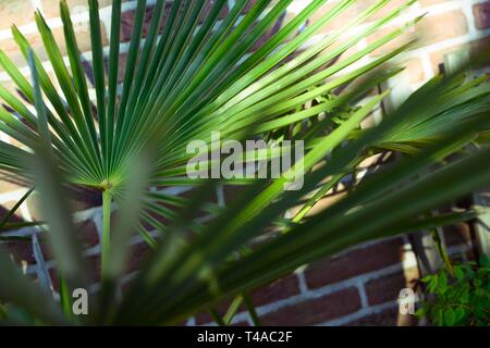 Palm tree against brick wall Foto Stock