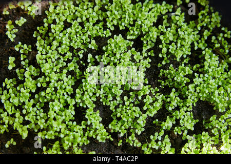 Sweet alyssum piantine vicino le piantine di fiori da giardino in primavera, popolare rockery germogli di piante Foto Stock