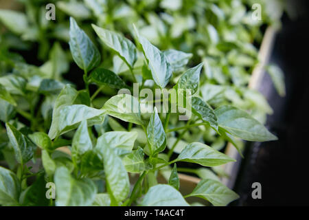 Pepe piantine, giovani foglie di pepe, molla di piantine. I germogli pepe vicino alla finestra. Foto Stock