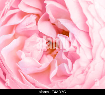 Unfocused blur rose petals, abstract romance background, pastel and soft flower card Foto Stock