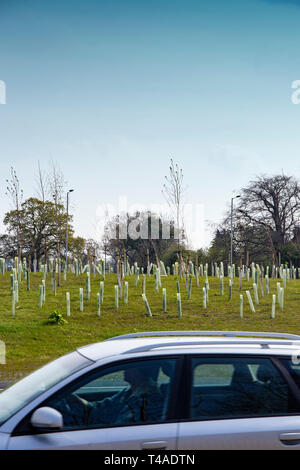 Giovani alberi supportati da alberi o quard verde i manicotti in plastica su una rotatoria a Crewe Cheshire Regno Unito Foto Stock