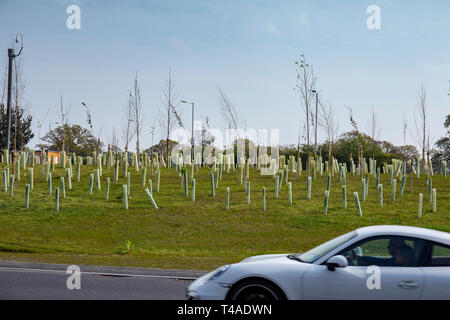 Giovani alberi supportati da alberi o quard verde i manicotti in plastica su una rotatoria a Crewe Cheshire Regno Unito Foto Stock