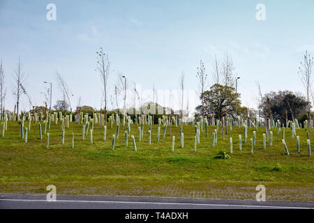 Giovani alberi supportati da alberi o quard verde i manicotti in plastica su una rotatoria a Crewe Cheshire Regno Unito Foto Stock