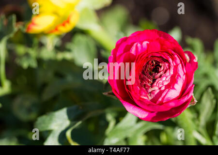 Ranuncolo Ranunculus fiore in primavera, Regno Unito Foto Stock