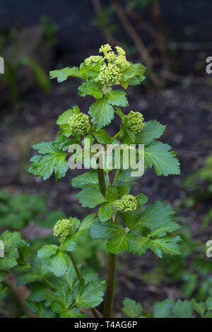 Blooming Alexanders impianto in giardino Foto Stock