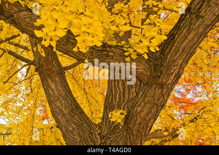 Il giallo fogliame di autunno di un ginkgo tree in St Louis Forest Park assomiglia gold cresce sugli alberi. Foto Stock