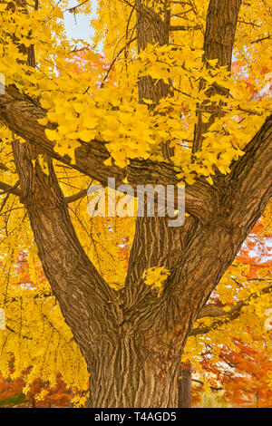 Il giallo fogliame di autunno di un ginkgo tree in St Louis Forest Park assomiglia gold cresce sugli alberi. Foto Stock