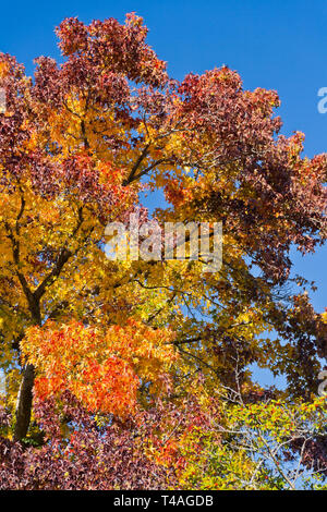 Una struttura ad albero sweetgum in una San Louis park mostra con orgoglio il suo spettro di maestose Autunno colori: rosso, arancione, giallo, verde e viola. Foto Stock