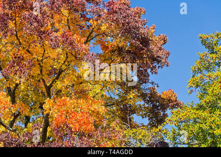 Una struttura ad albero sweetgum in una San Louis park mostra con orgoglio il suo spettro di maestose Autunno colori: rosso, arancione, giallo, verde e viola. Foto Stock