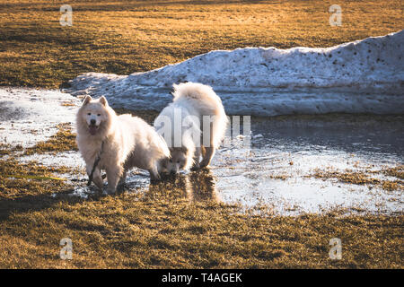 Due Samoiedo Cani giocando in acqua di fusione del ghiaccio accanto a un mucchio di neve in aprile. Foto Stock