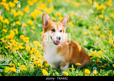 Funny Pembroke Welsh Corgi cucciolo di cane in riproduzione in estate verde erba di prato con giallo fiore fiori di tarassaco. Corgi gallese è un piccolo Tipo di Herdi Foto Stock