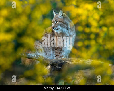 Eurasian (Lynx Lynx lynx) e ginestre fiorite Captive fotografia Foto Stock