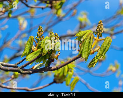 Cavallo castagno castanea sativa foglie nuove Foto Stock