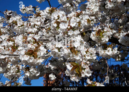 Bianco Ciliegio blossom fioritura a ovest di Princes Street, Helensburgh, Scozia Foto Stock